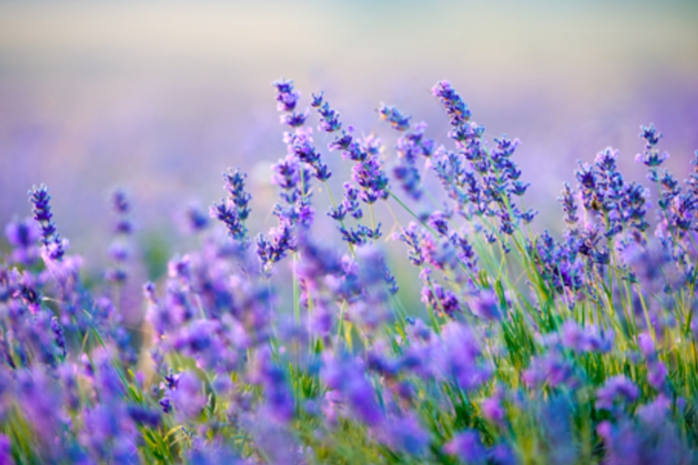 トラウマに焦点を当てた臨床を