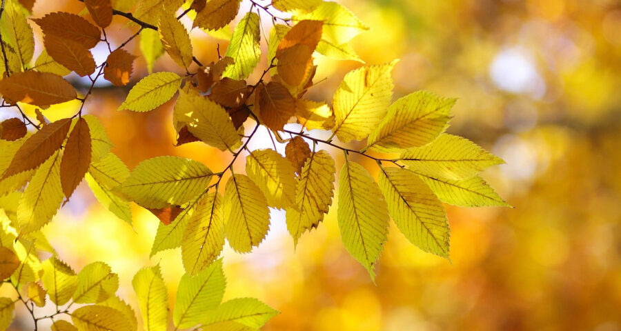 欅セラピールーム　ブログ