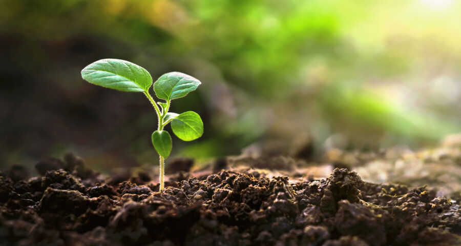 Small green plant is growing in the dirt